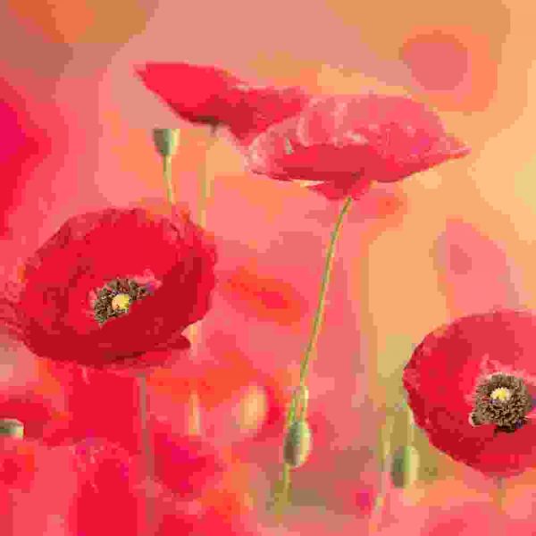 Red flower paintings