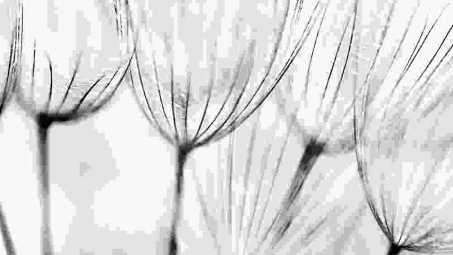 An oil painting of a dandelion in white color