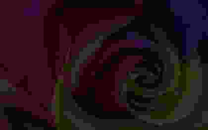 A pixelated image of a rose on a black background.